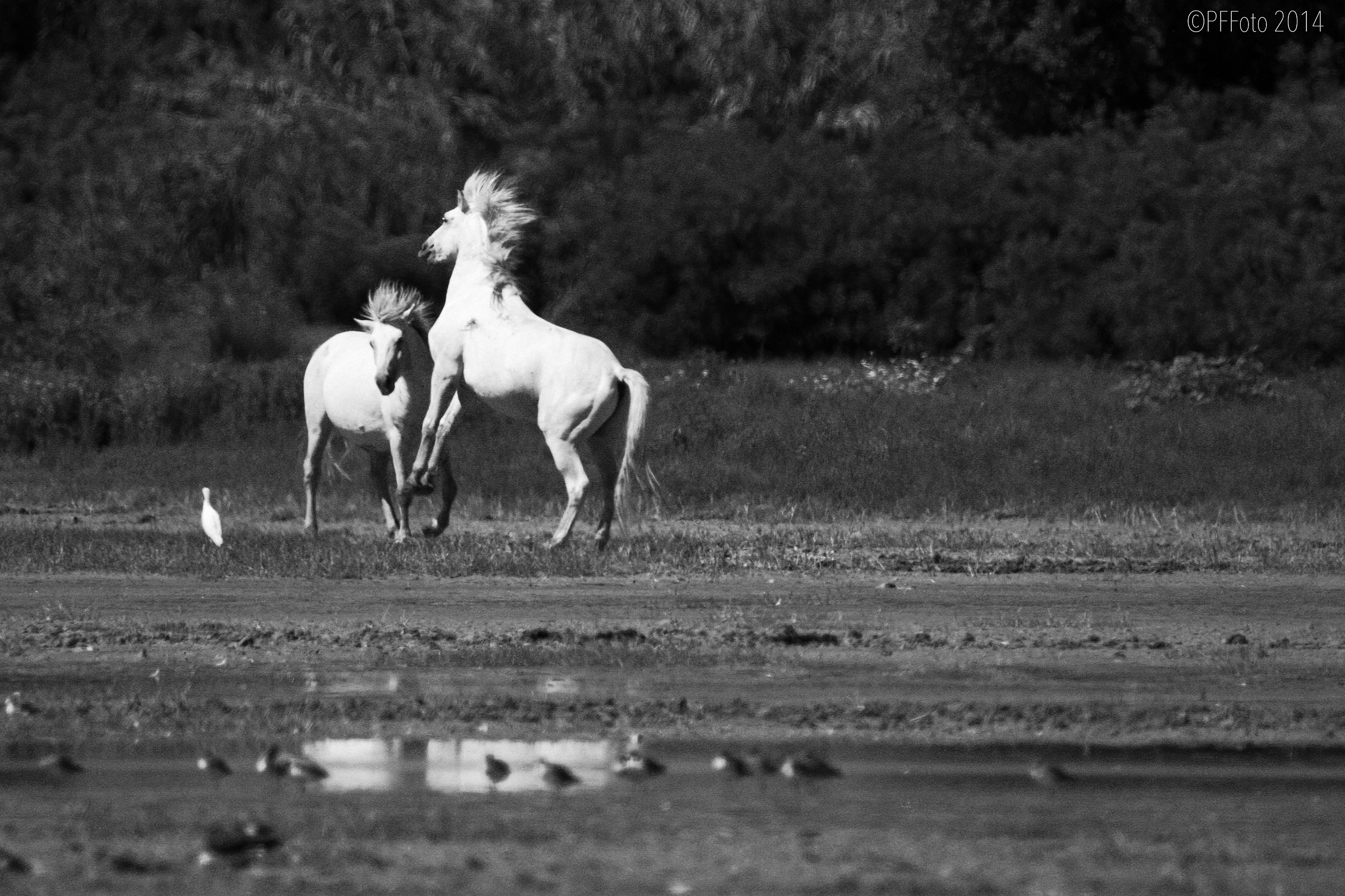 Lite tra giovani stalloni Camargue alle foci dell'Isonz...