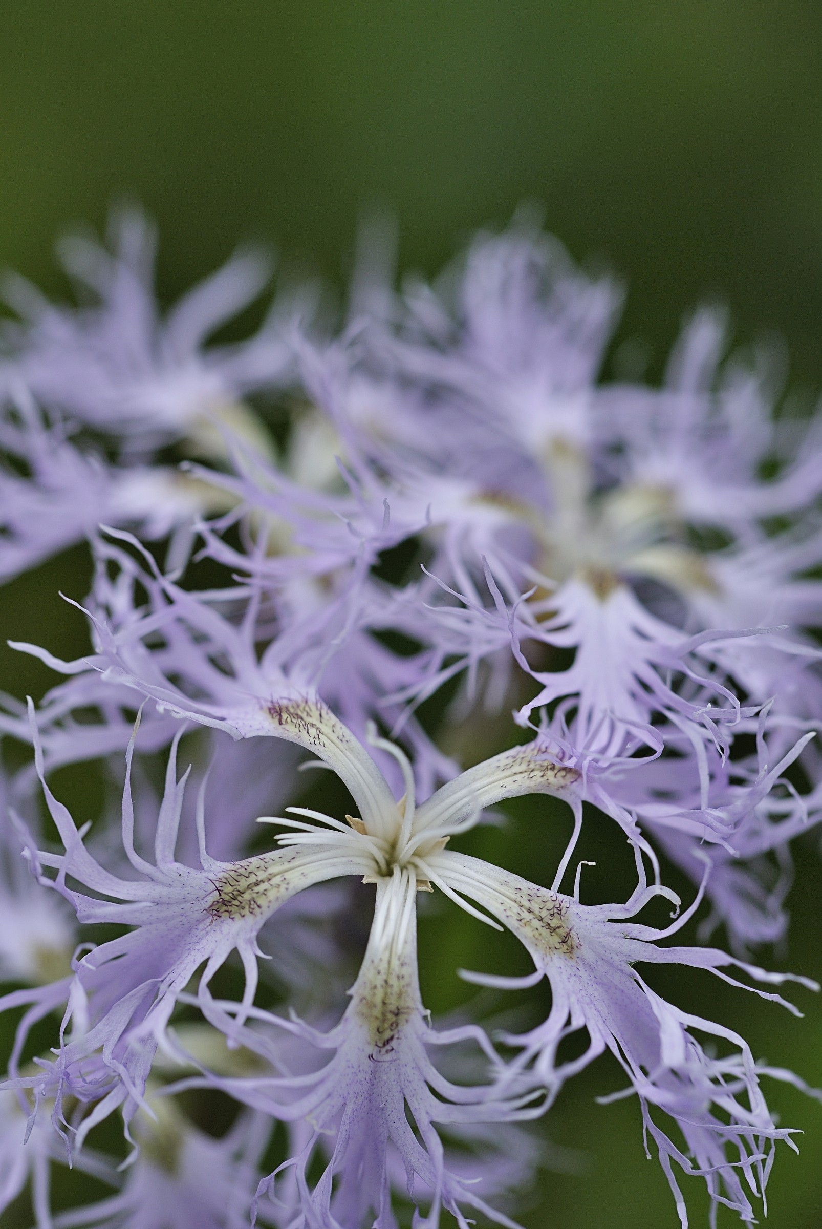 Dianthus superbus...