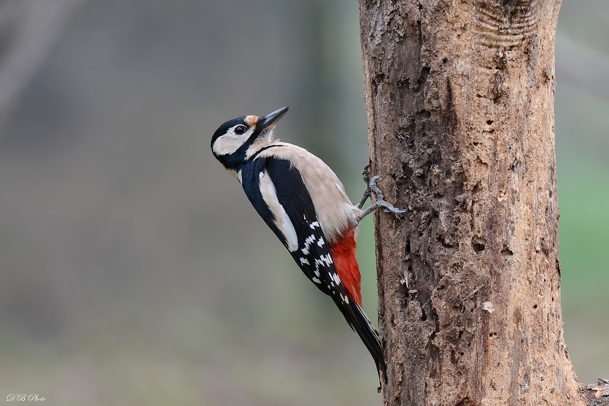 Woodpecker female....