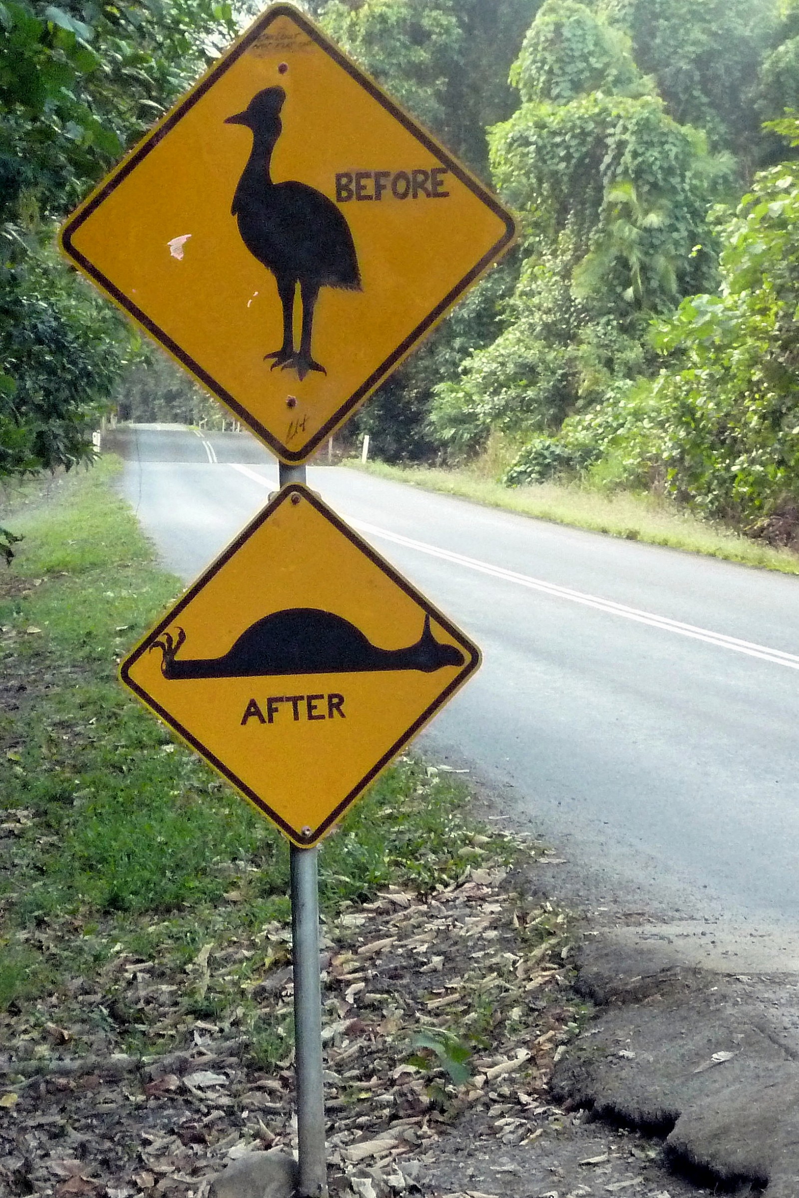 Cassowary .... dead or alive...