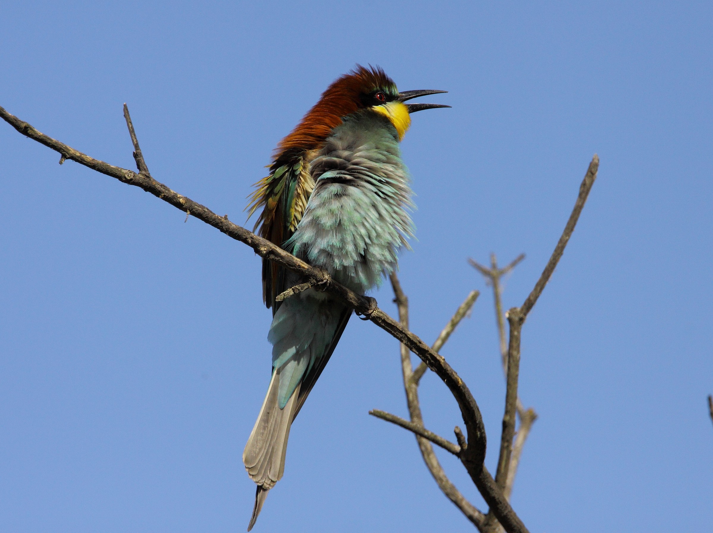 bee-eater...