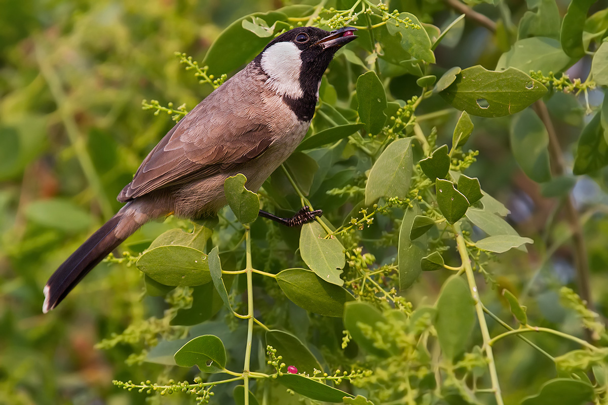 Bulbul...
