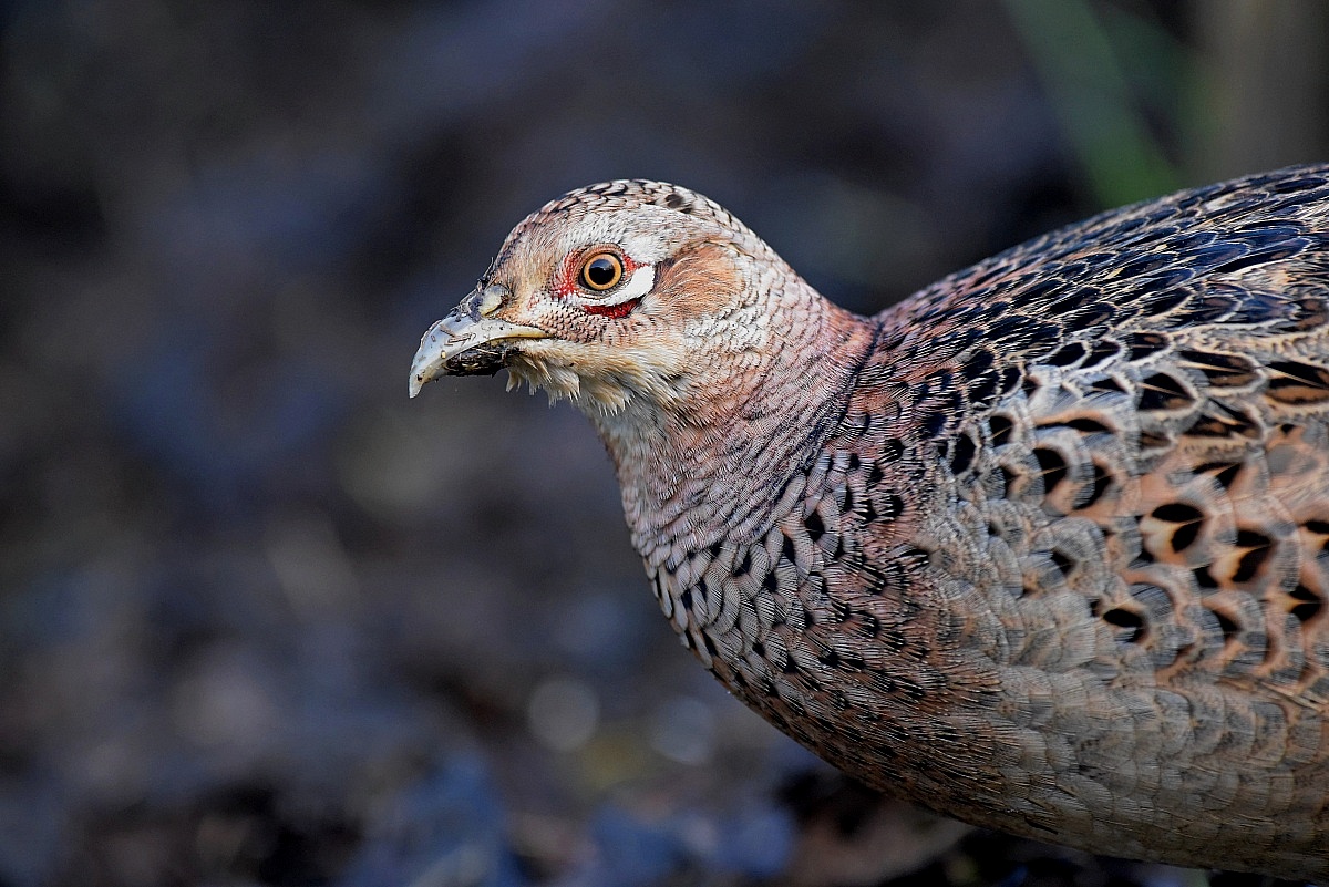 Female pheasant!...