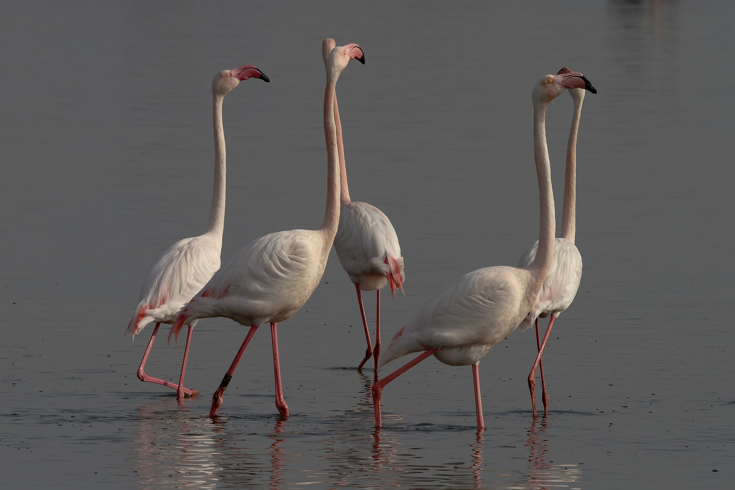 Parade of Pink Flamingos...