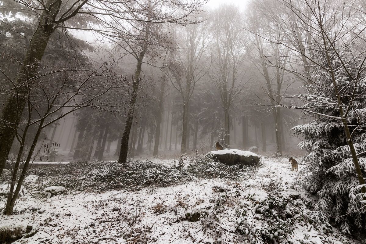 Nebbia, Neve e Lupi nella foresta....