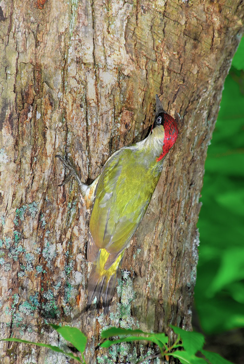 Green Woodpecker male...