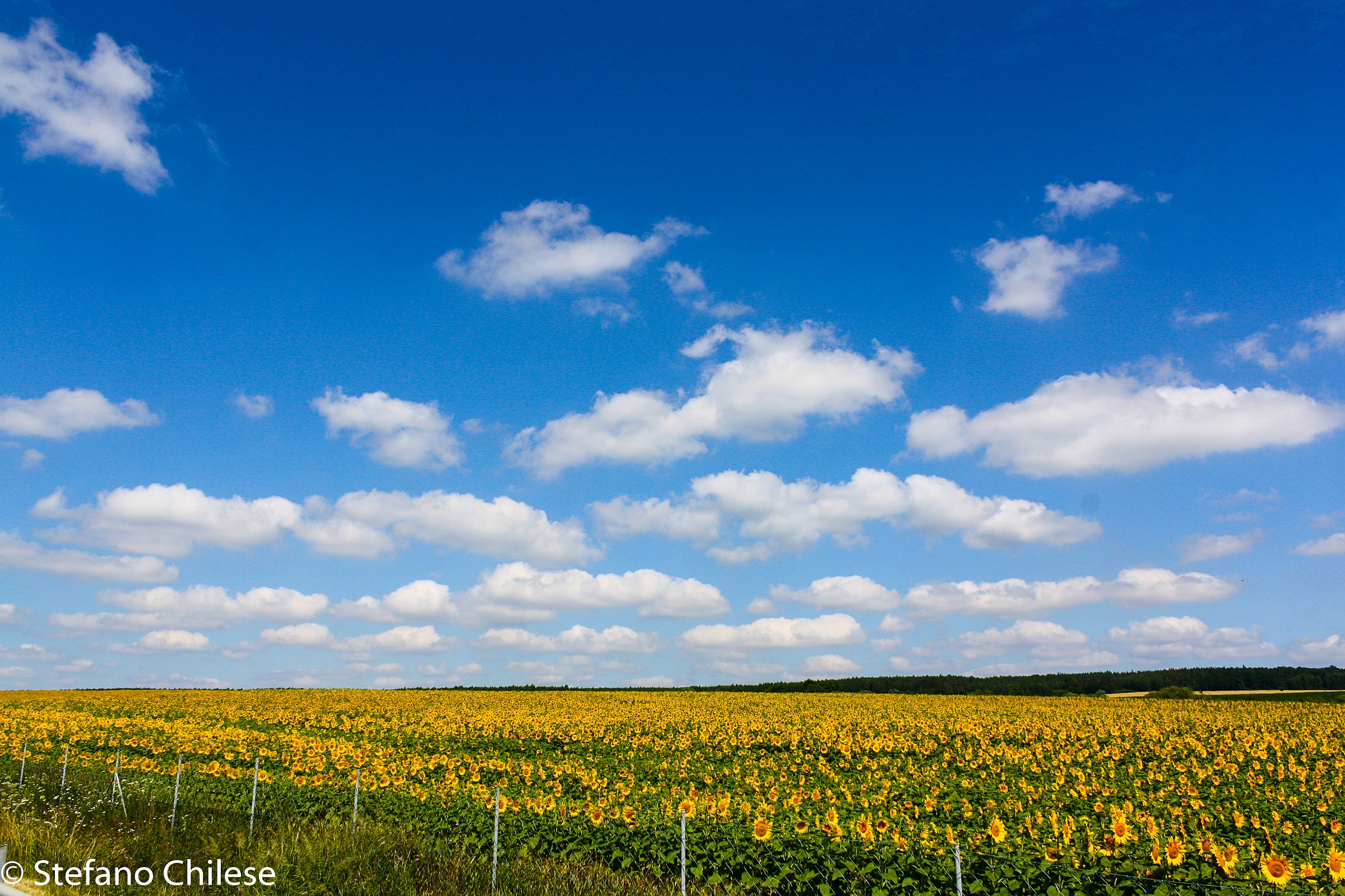 Sunflower fields Germany...