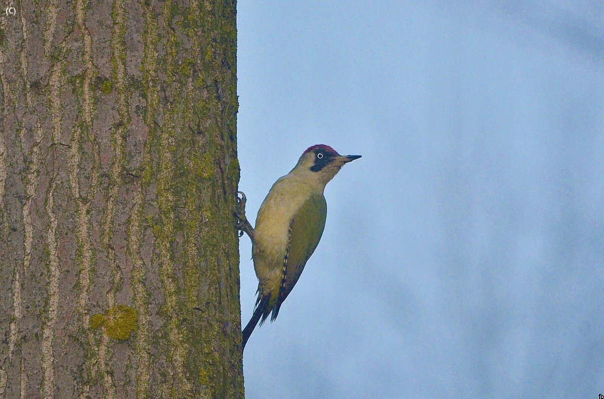 the green woodpecker...