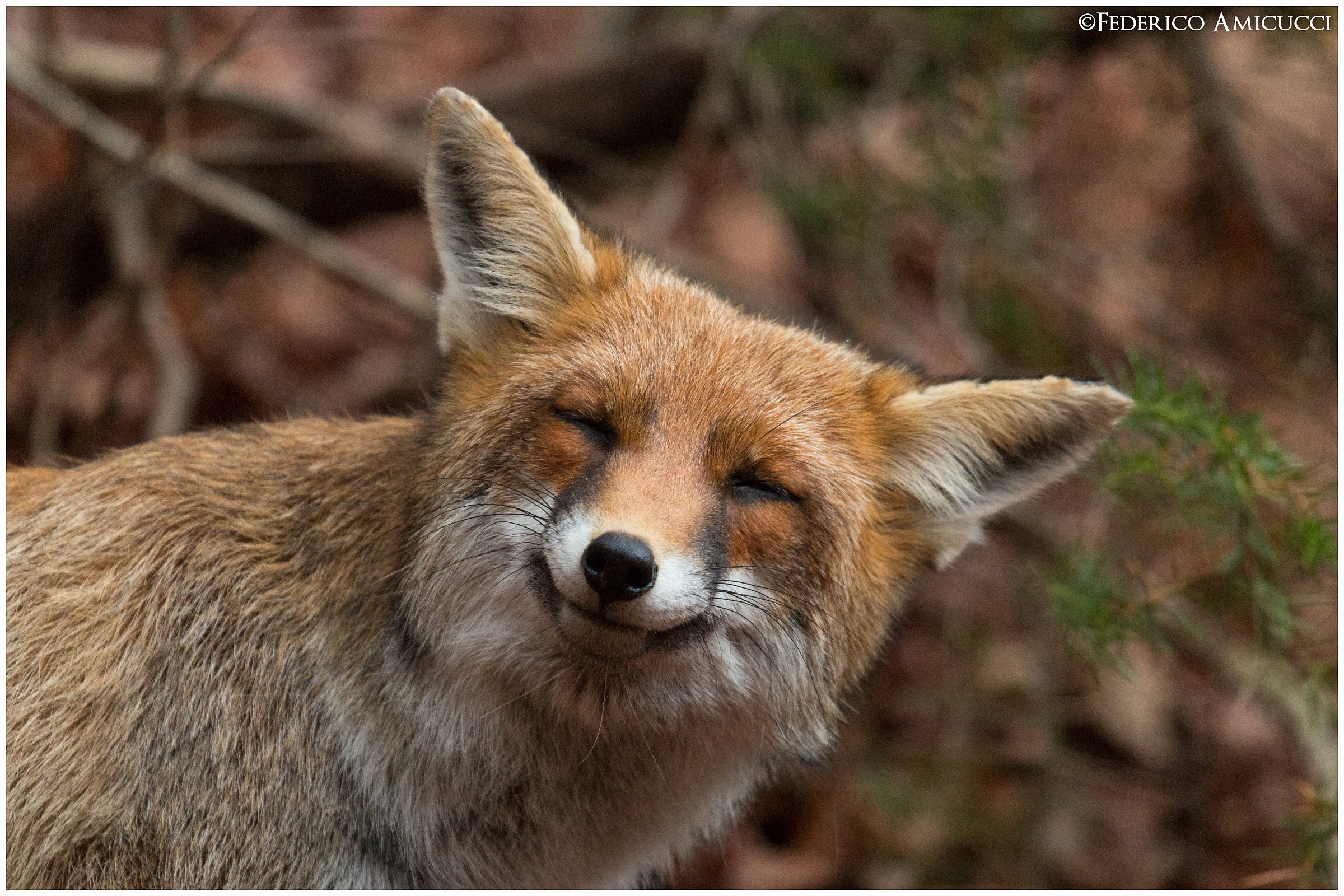 The smile of the Fox...