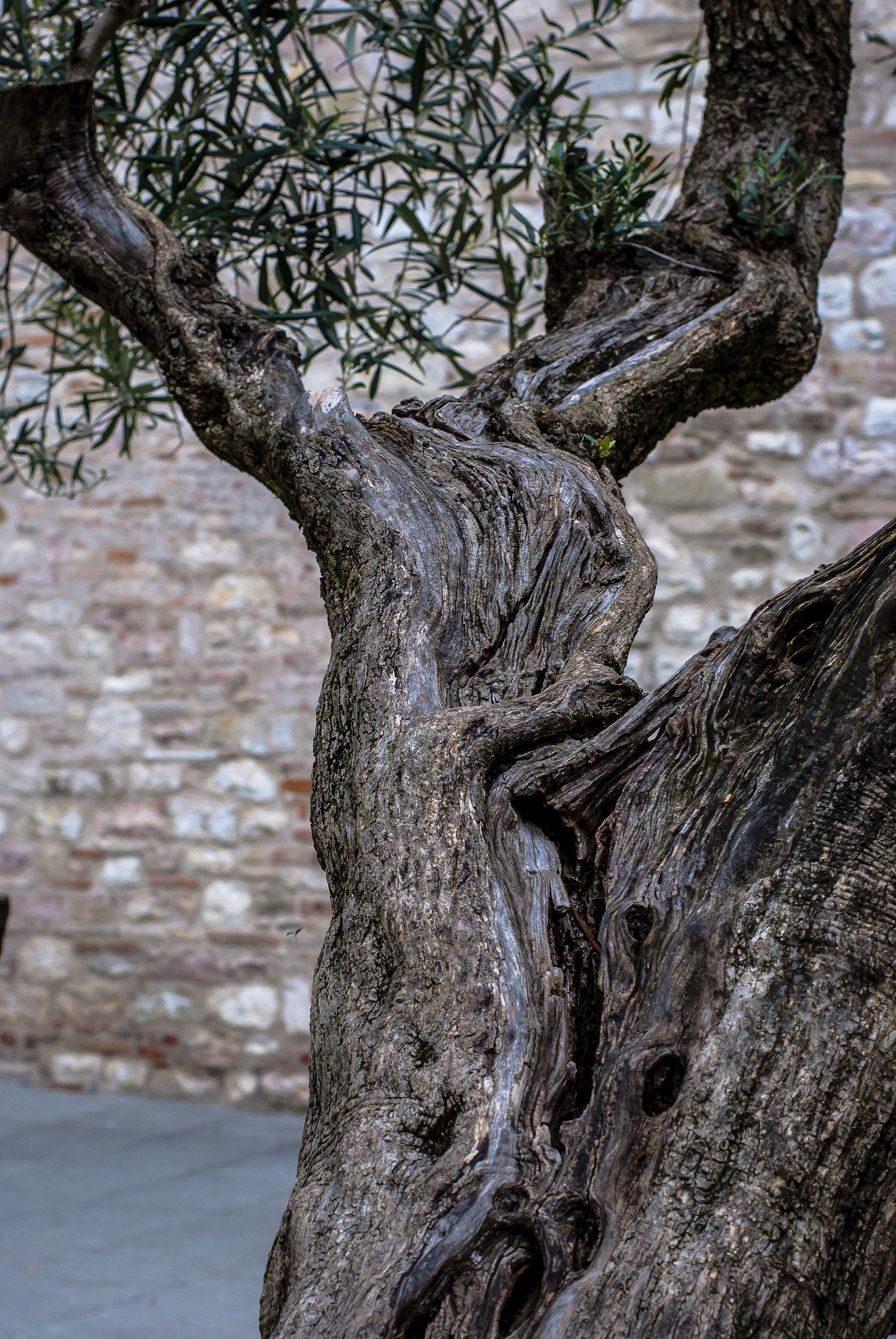 Olive tree in Gubbio...