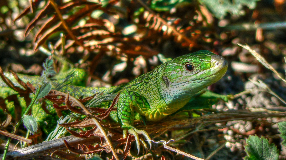green lizard...
