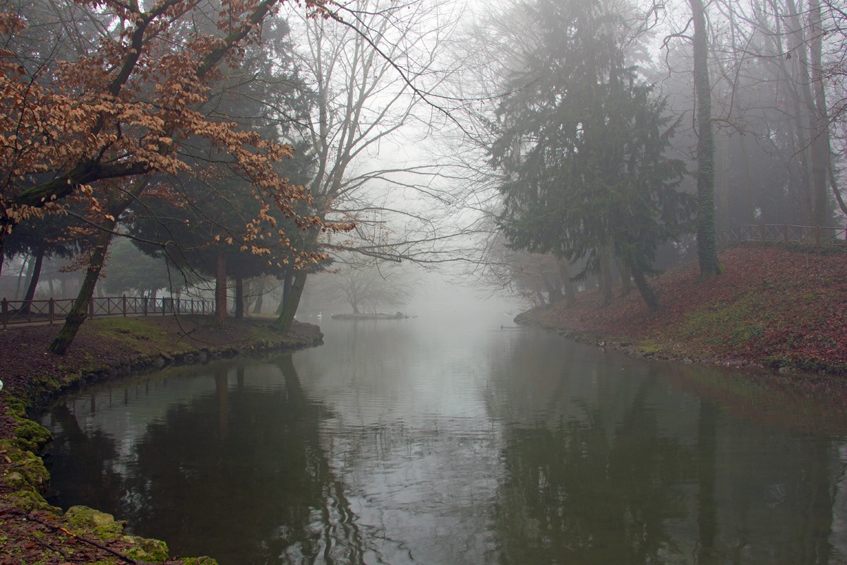 Fog in the park 1...