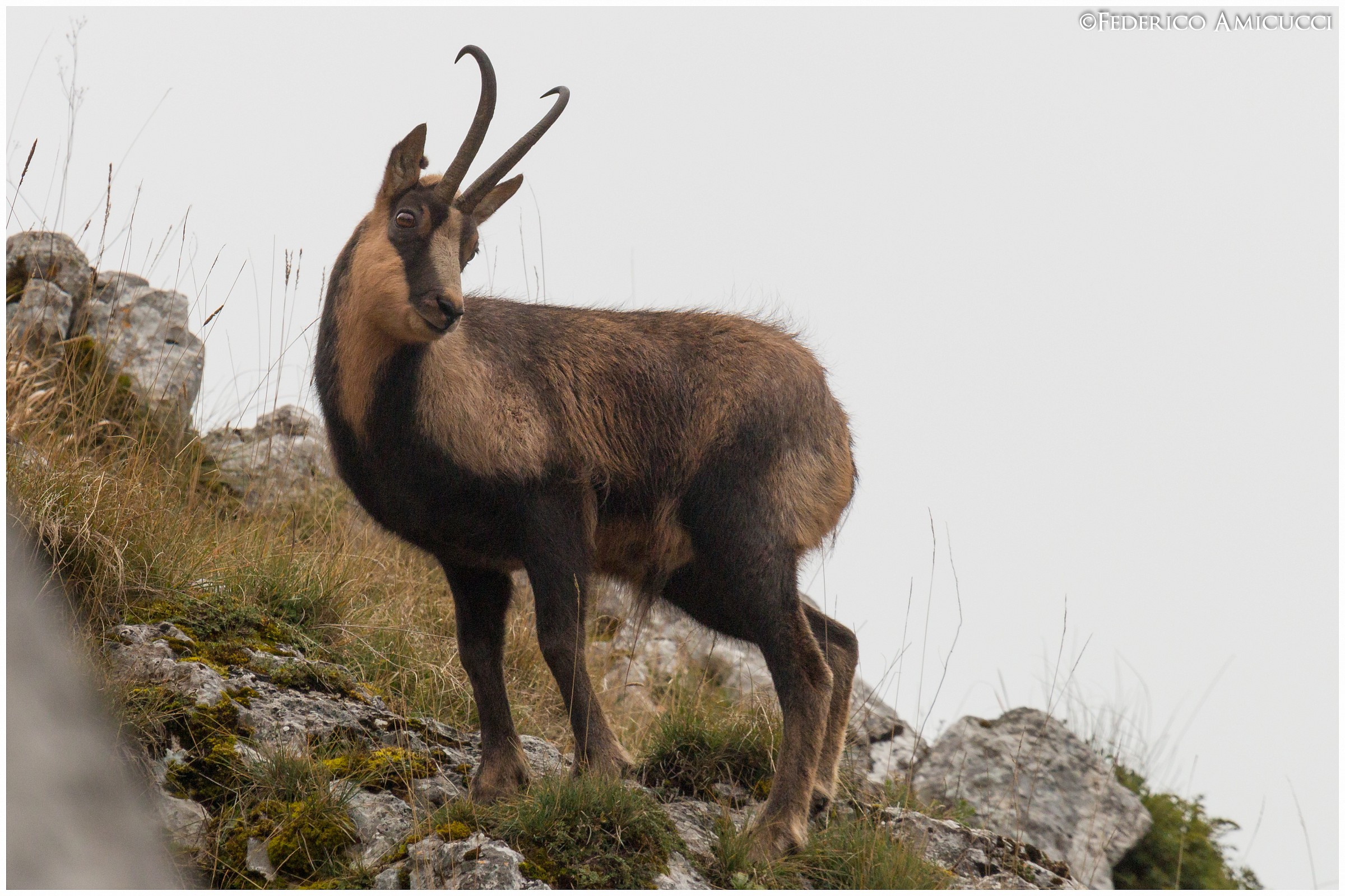 Camoscio d'Abruzzo sul Monte Amaro di Opi...