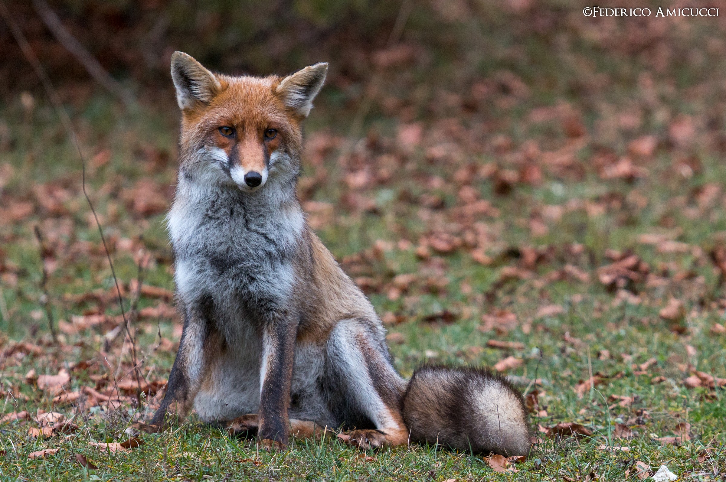 Fox posing plastic...