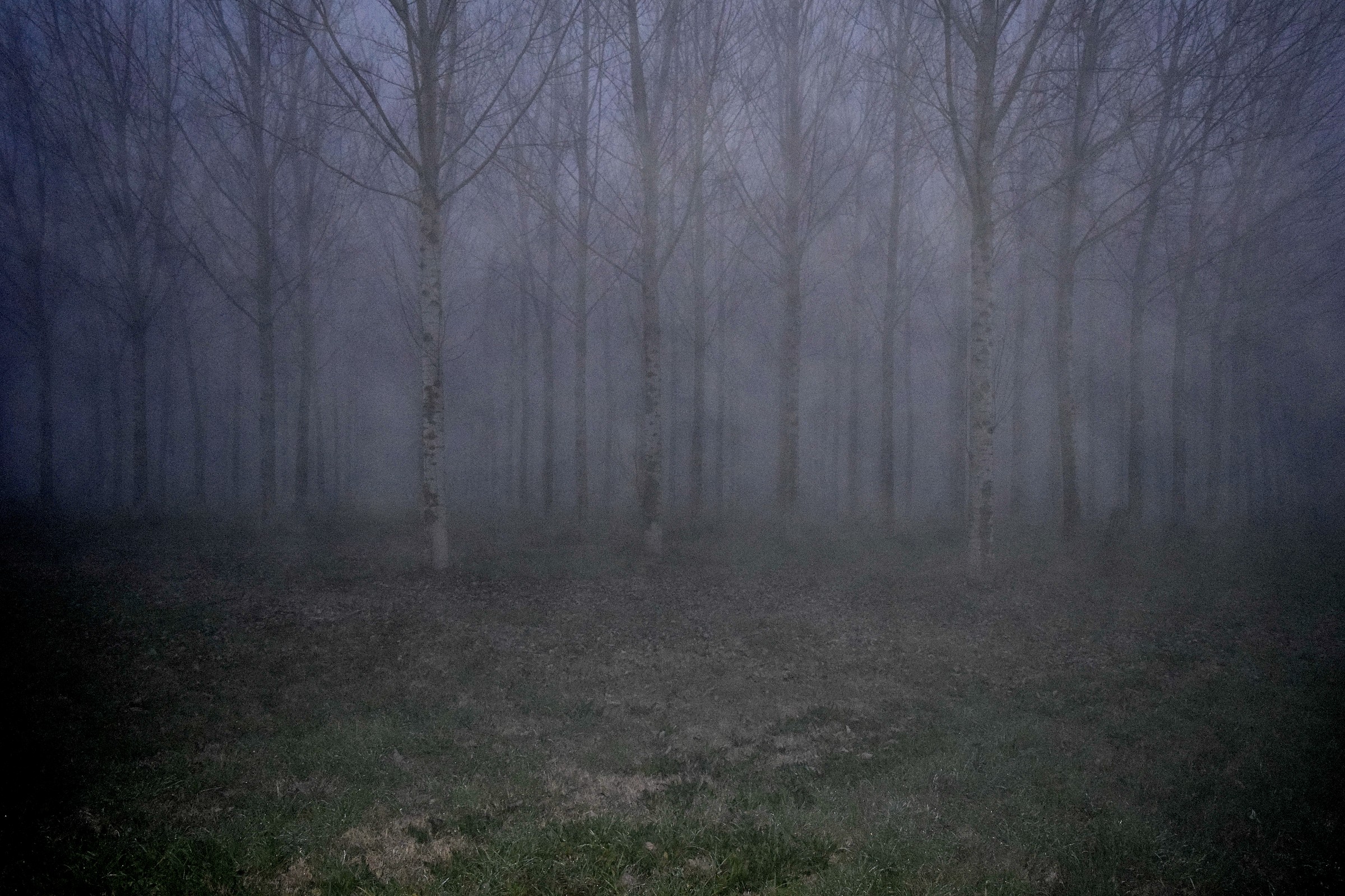 The Fog - Nella Bassa...