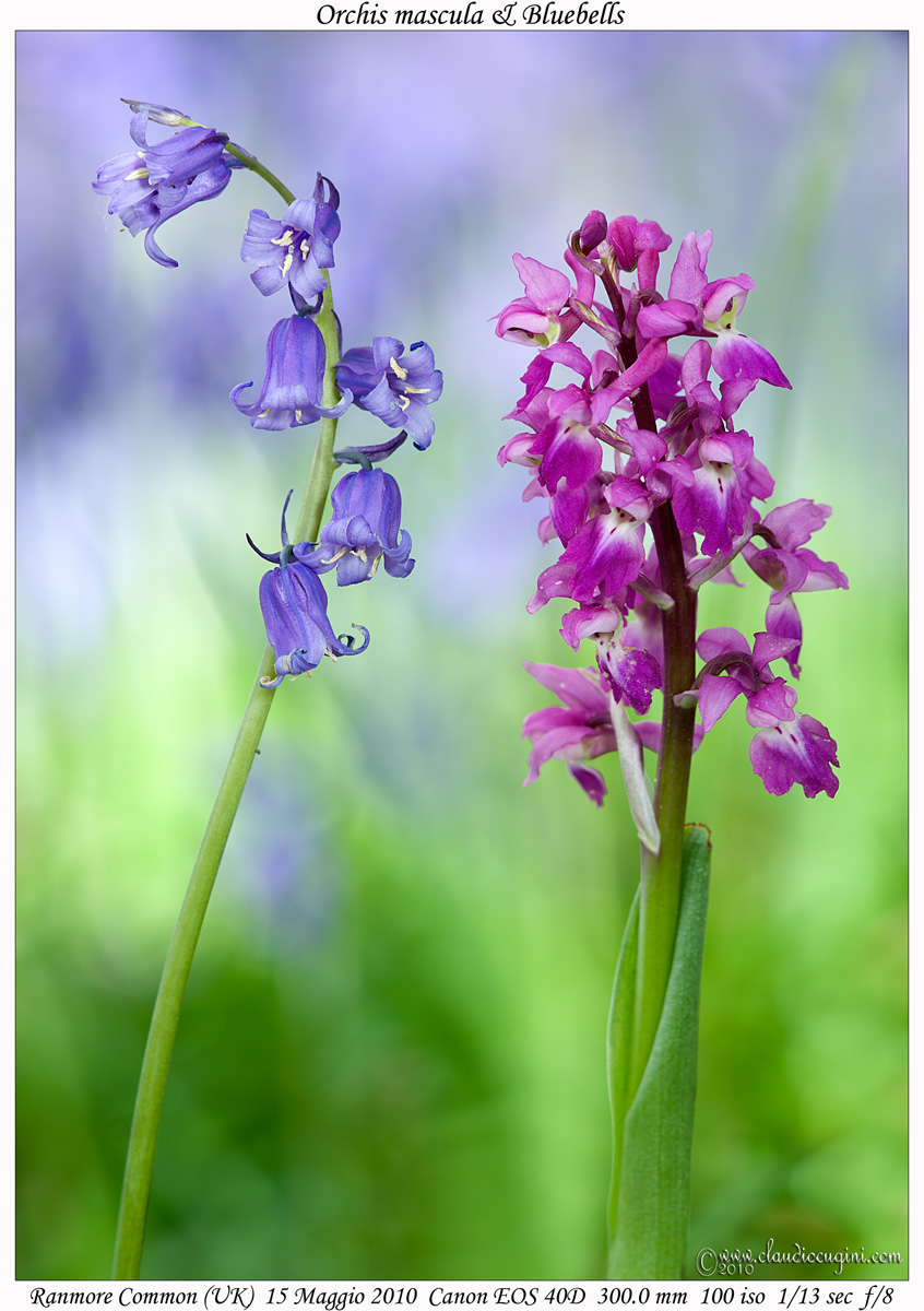 Orchis mascula & Bluebells...