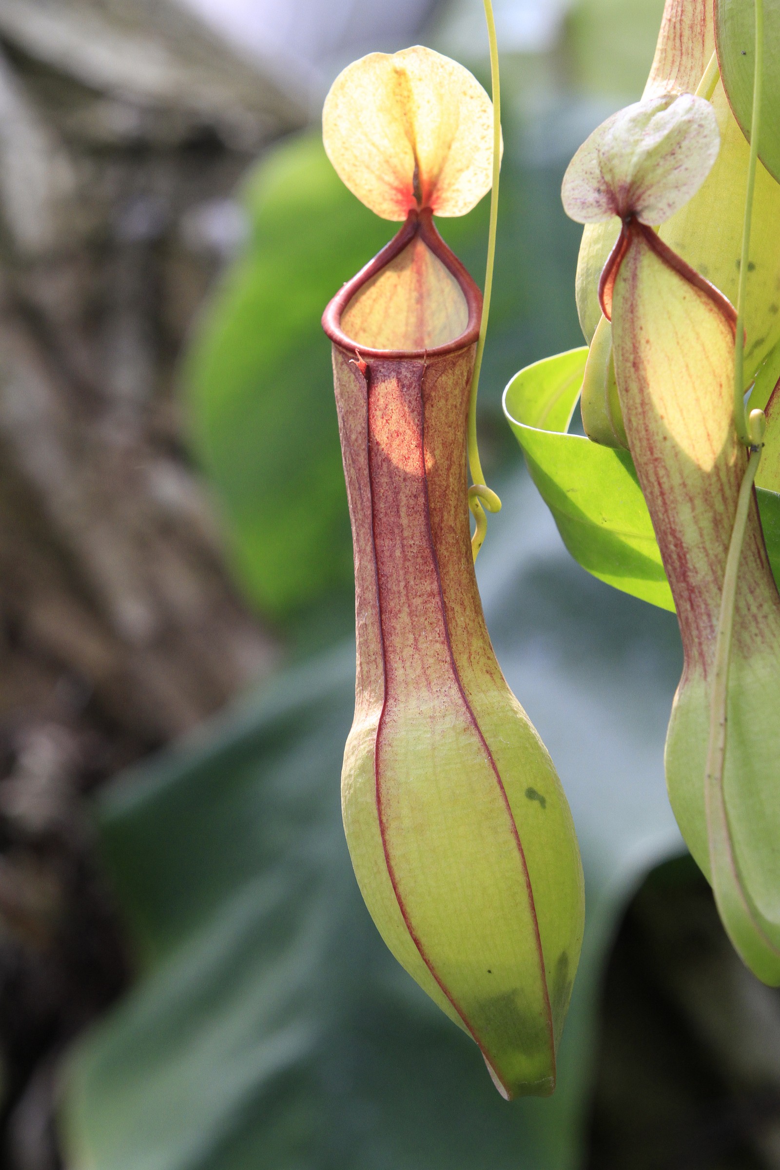 Nepenthes...