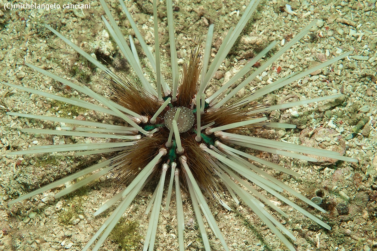 echinothrix calamari...