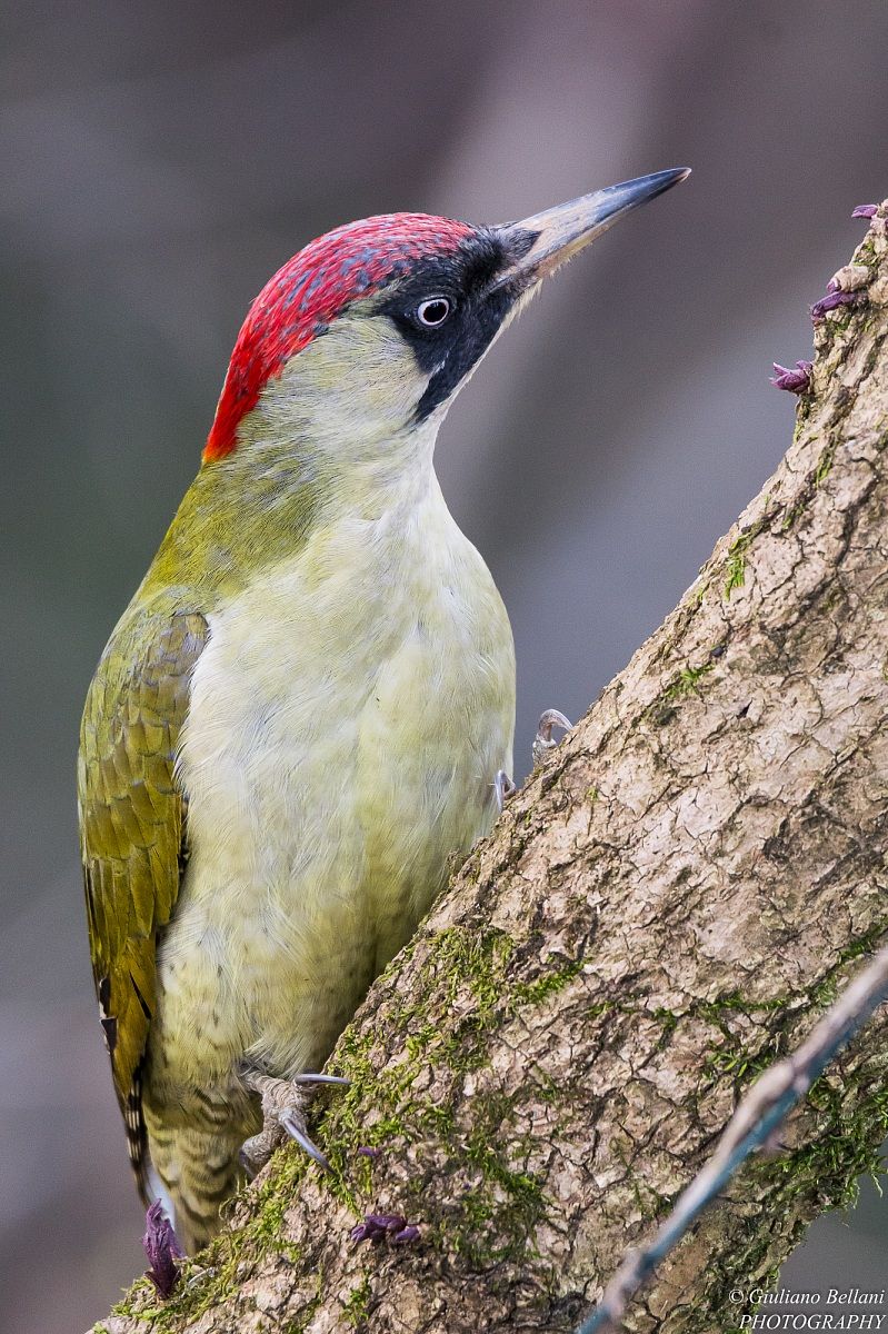 Green Woodpecker...