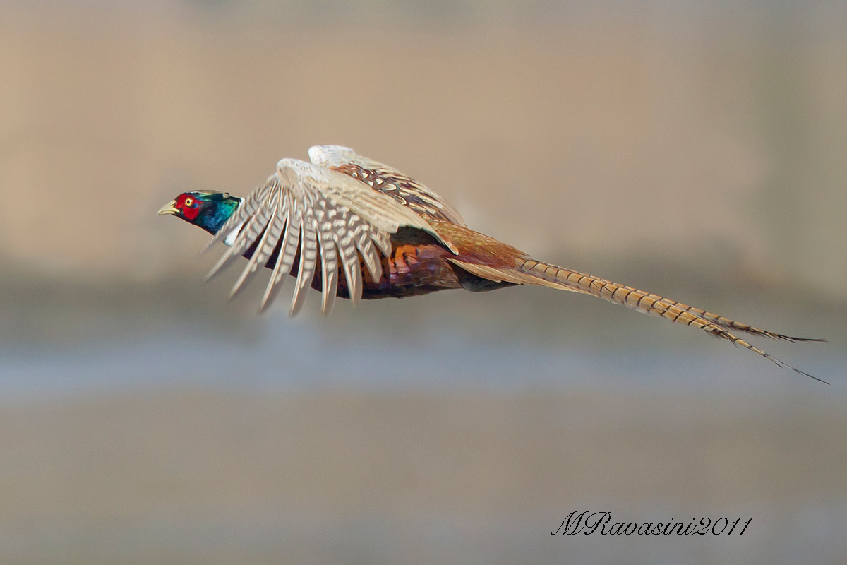 Pheasant in flight...