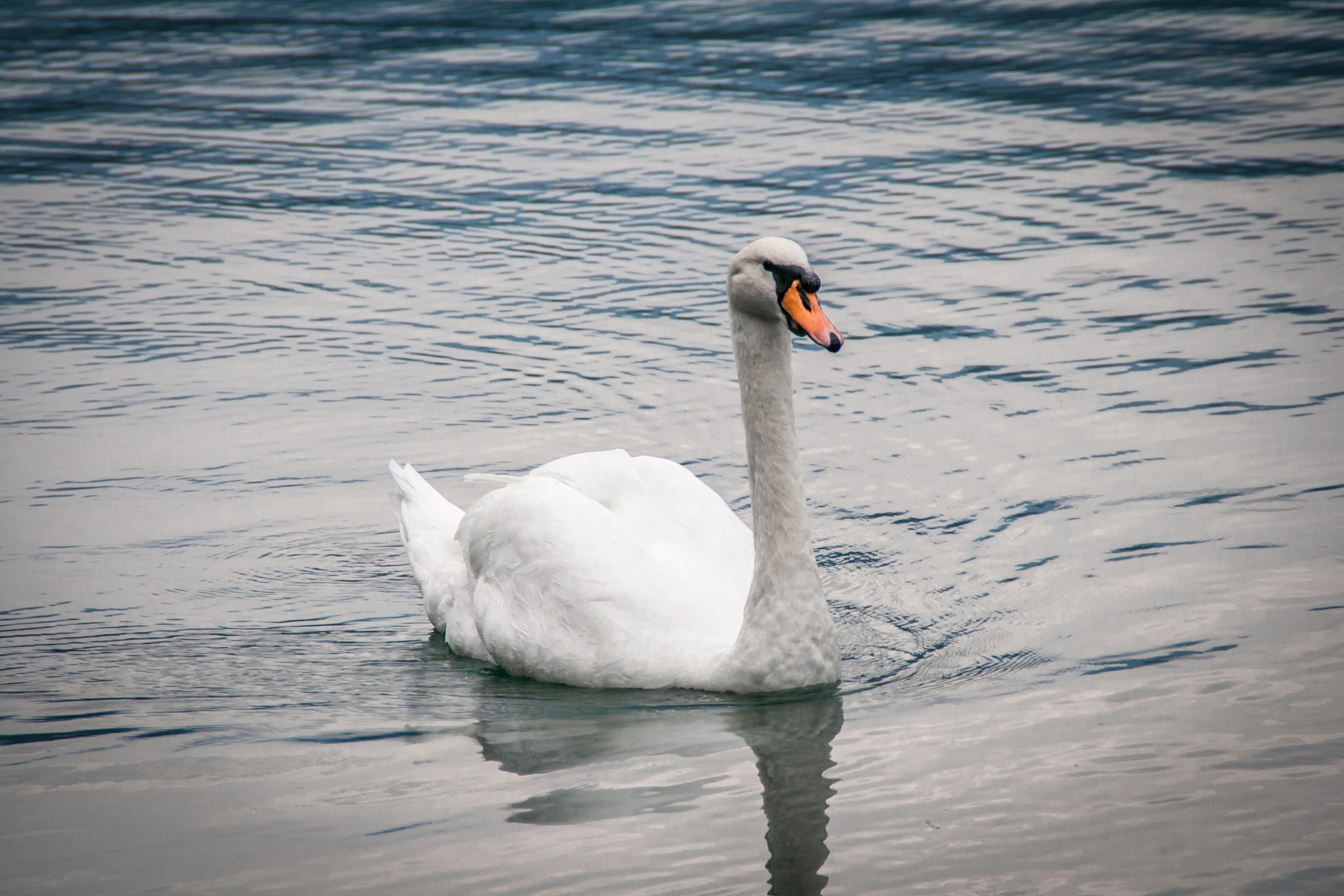 Swan Slovenian...