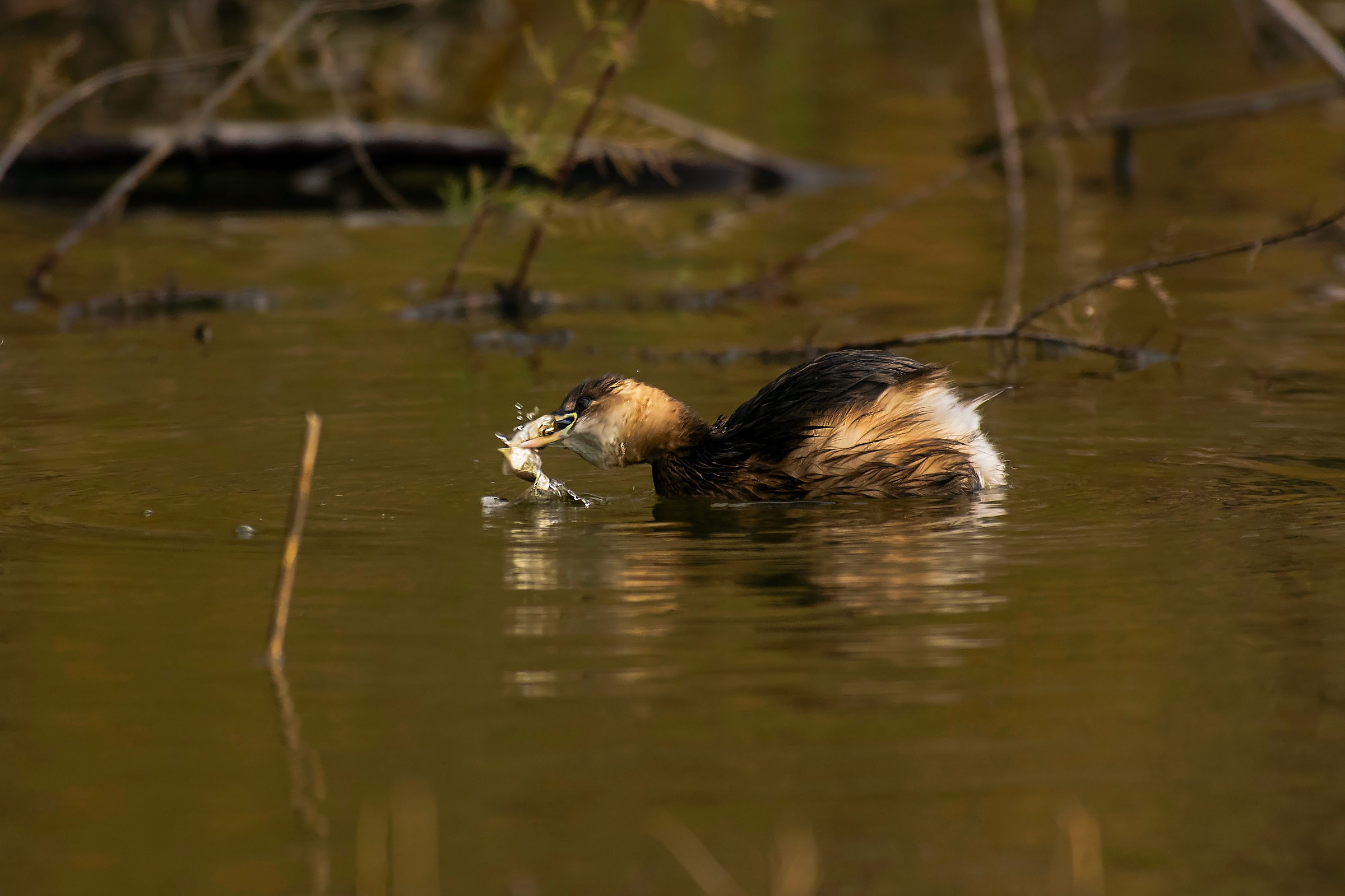 Little Grebe with fish...