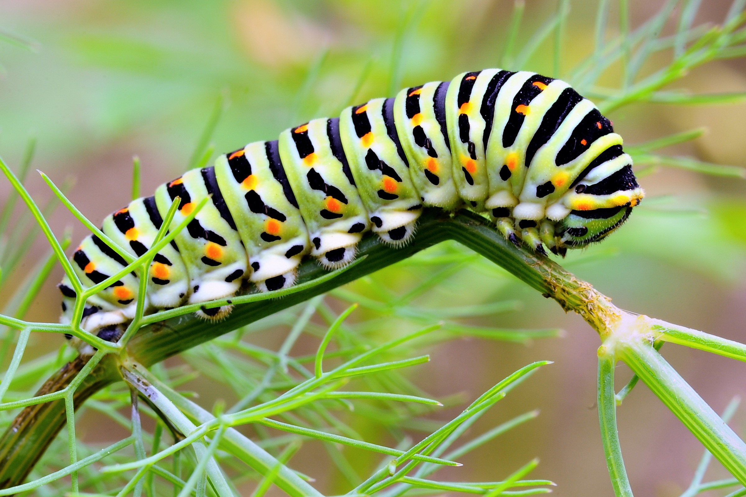 Caterpillar Nacaone...