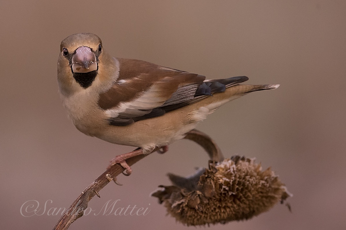 Hawfinch...