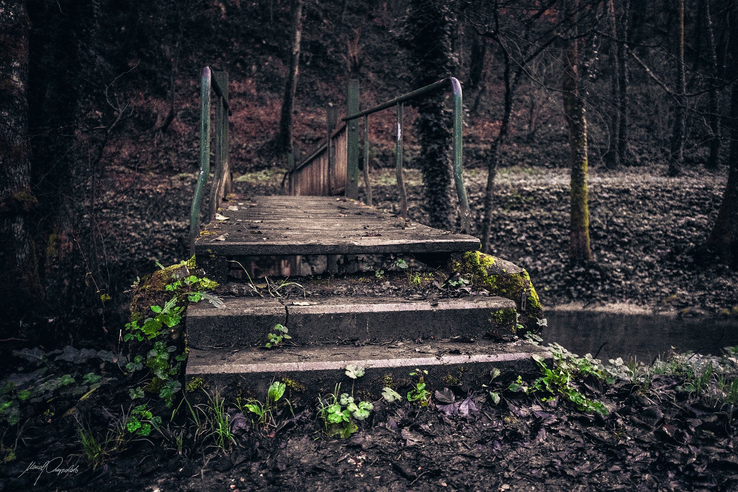 steps in the woods...