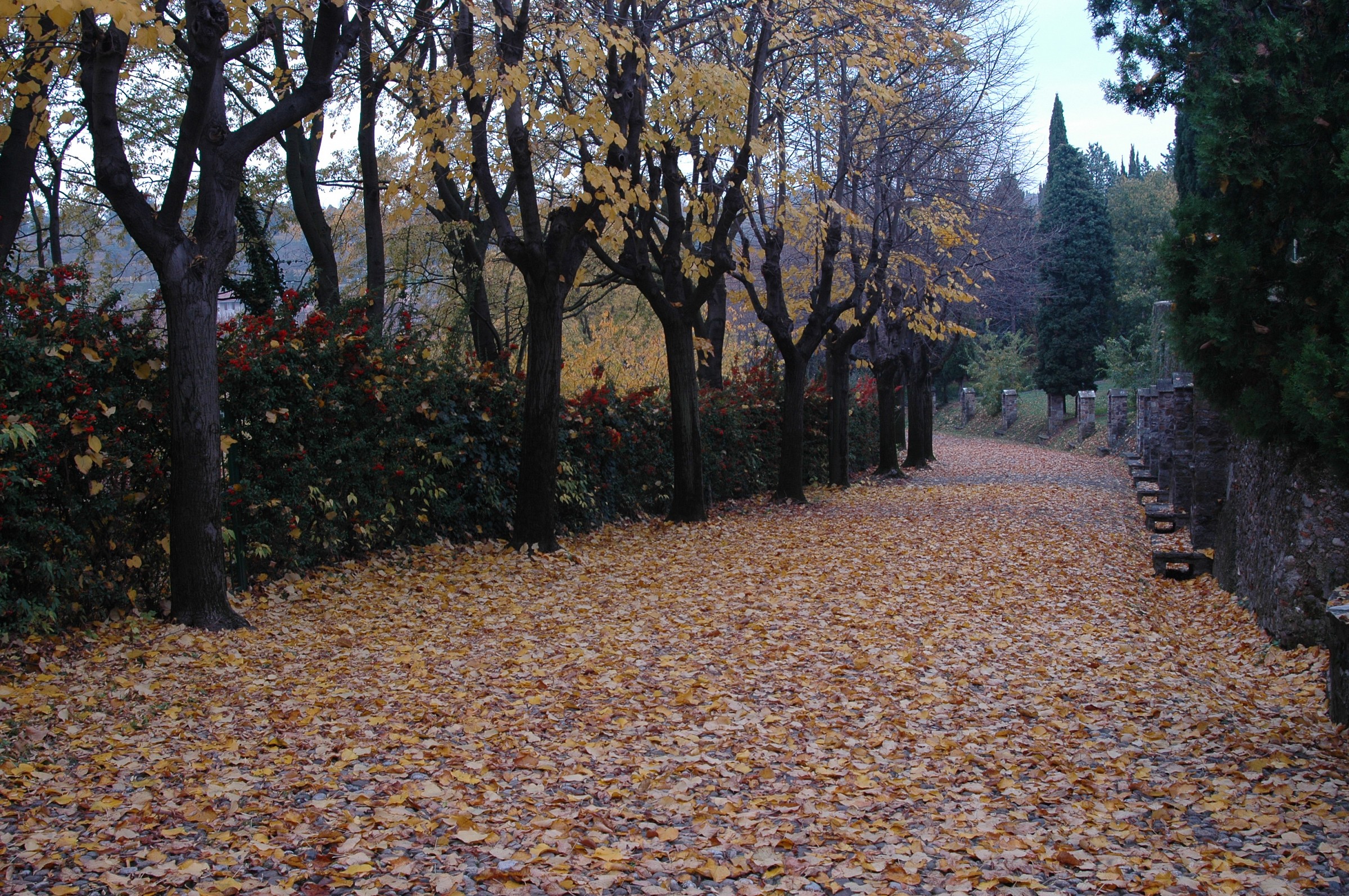 passeggiata tra le foglie...