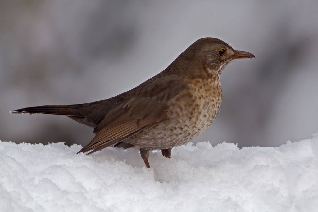 Blackbird in the snow...