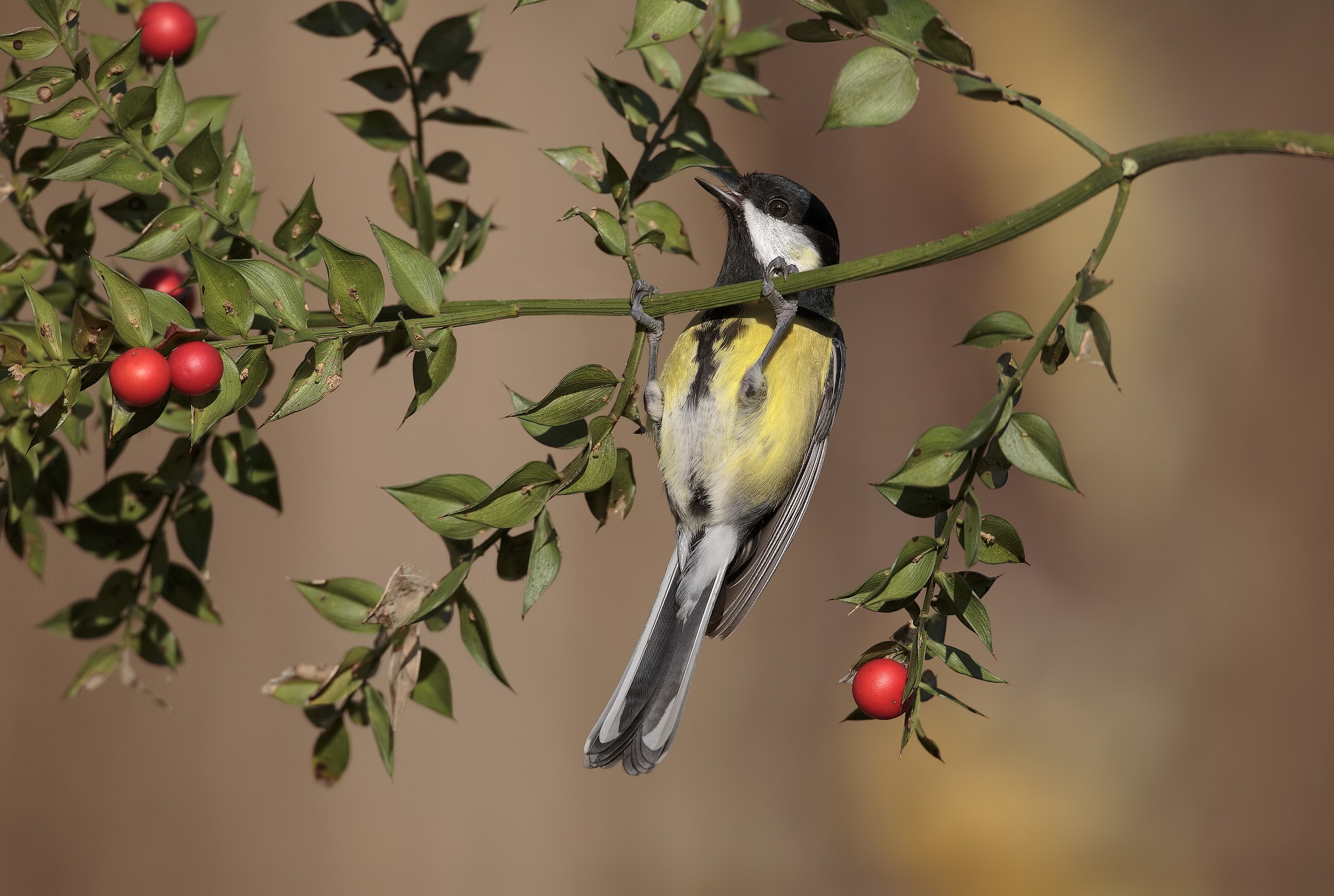 Great Tit...