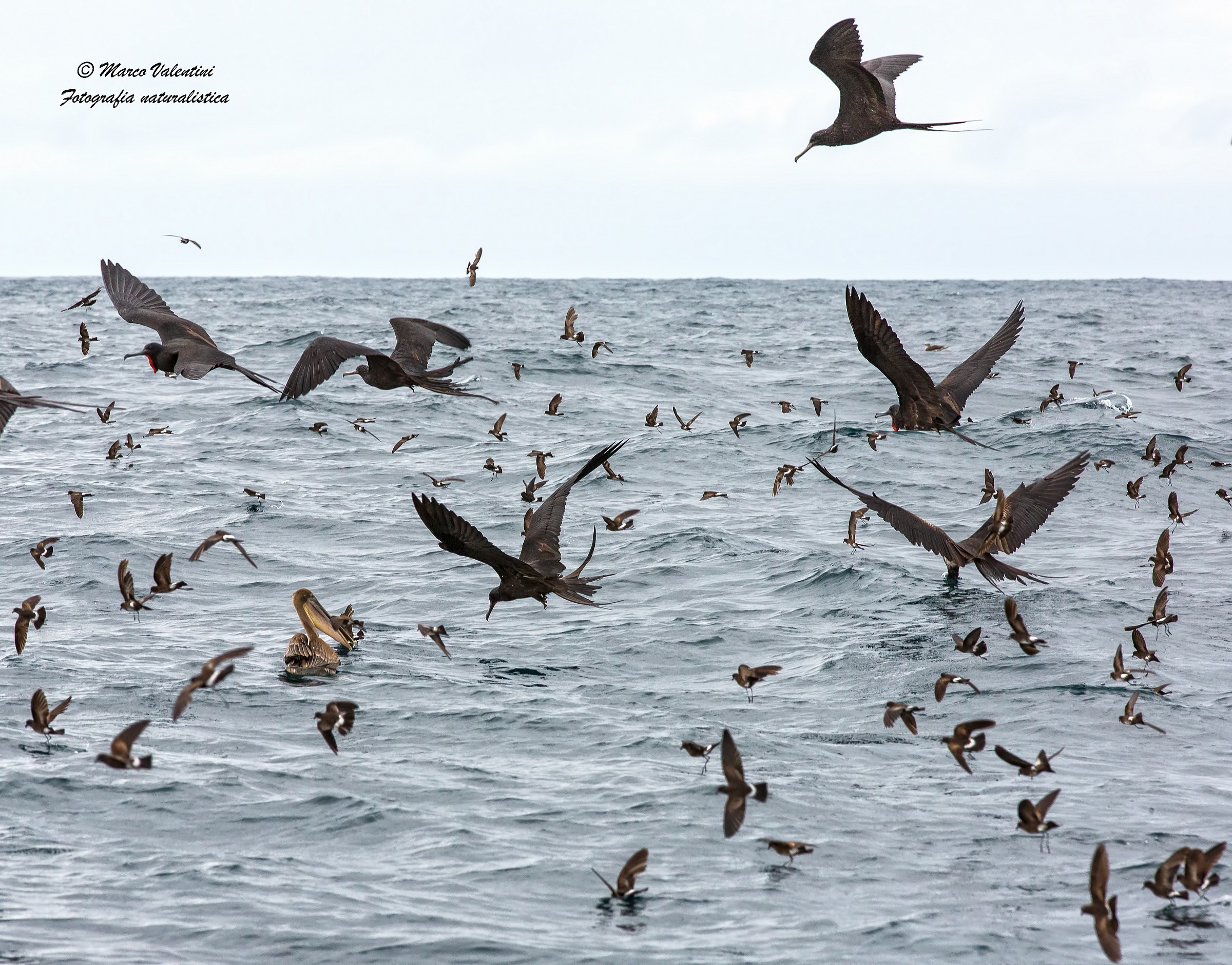 Feeding frenzy...