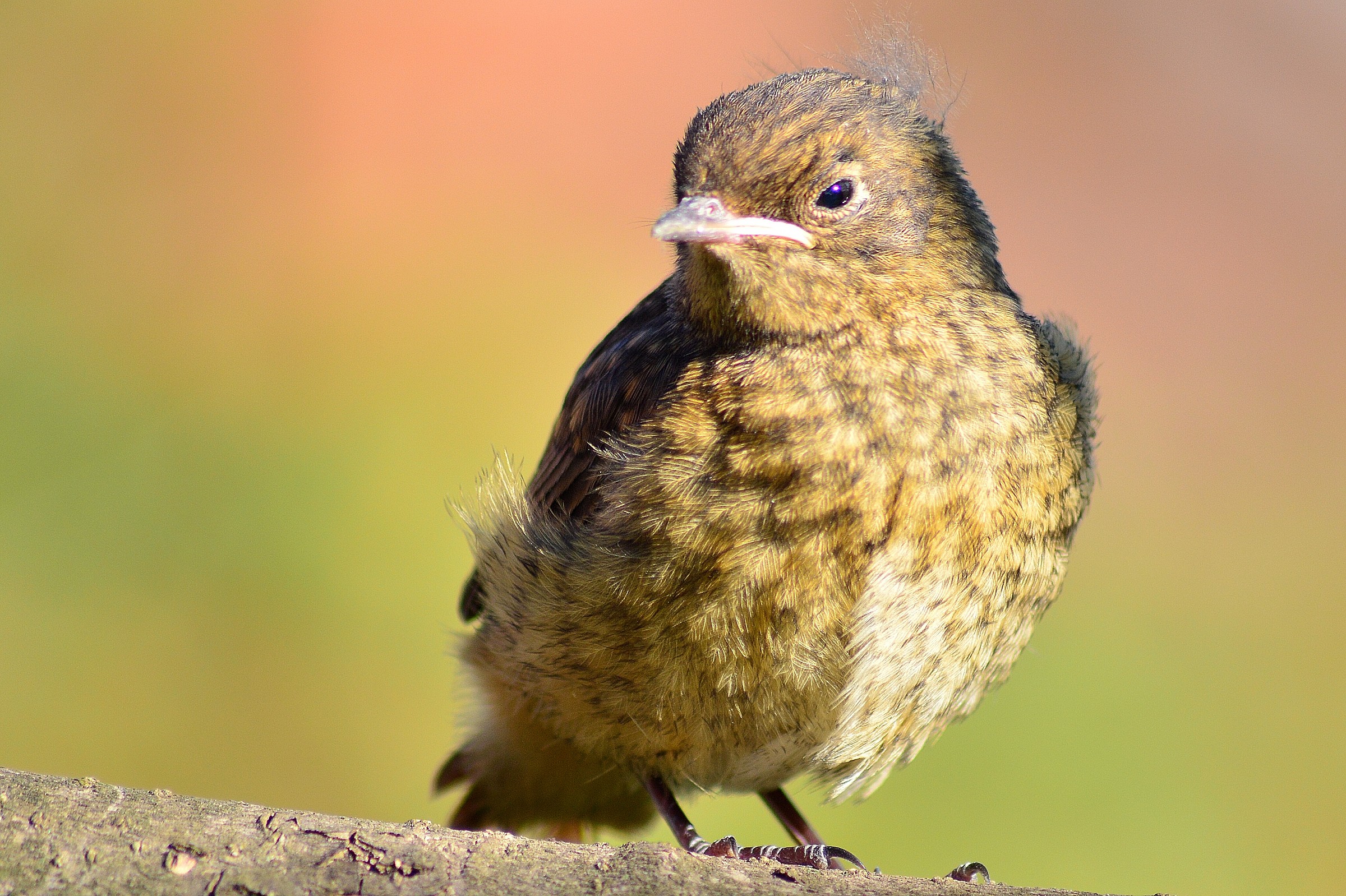 Redstart baby?...