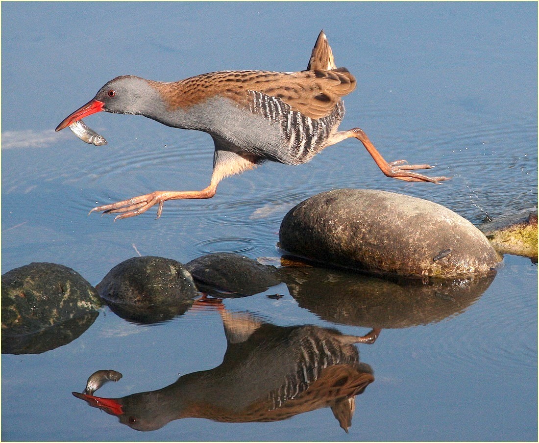 the reflection of water rail, Canon, ob,, 300mm, 2.8,, drive shed...
