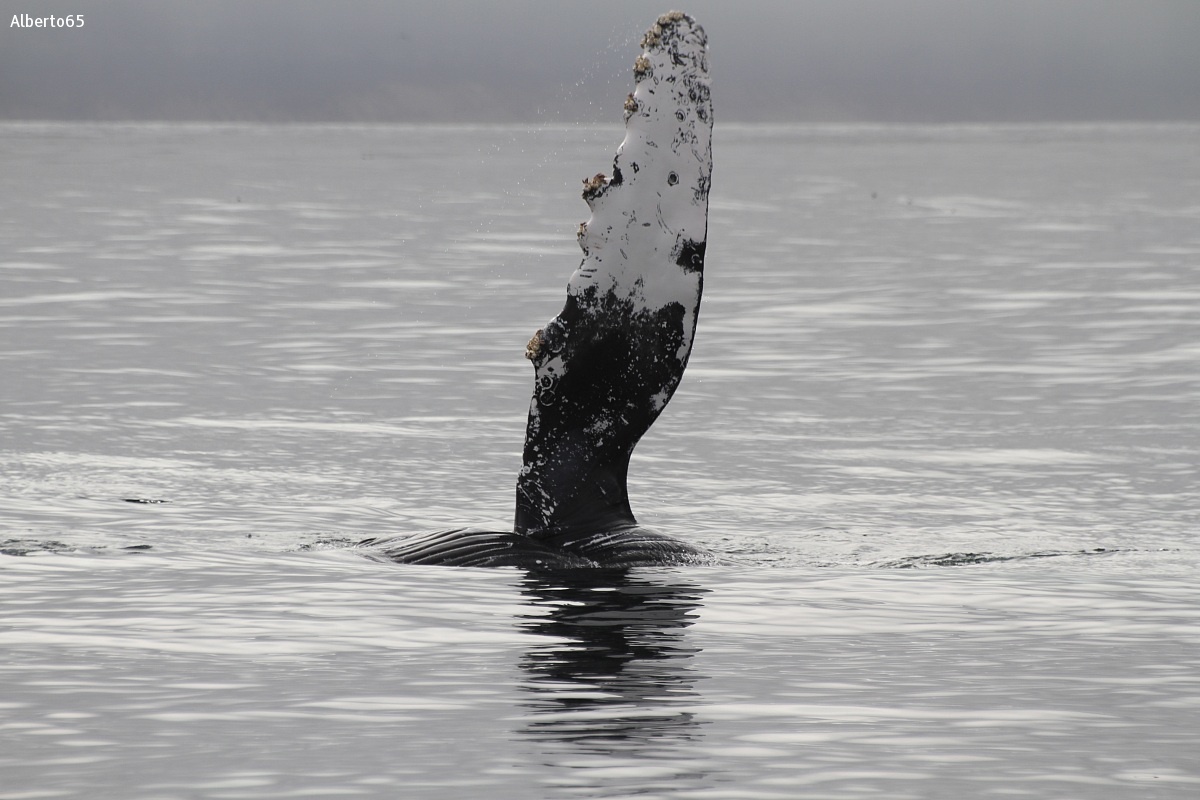 Fin of Humpback Whale...