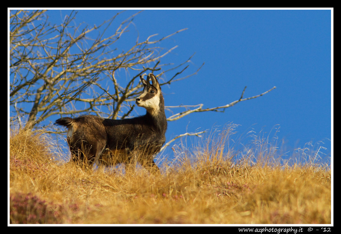 Camoscio sul monte Giove - Schio (vi)...