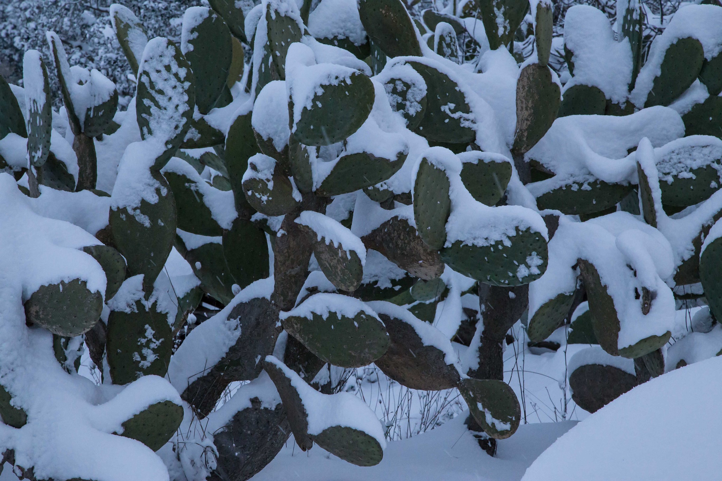 prickly pears under snow after 28 years...