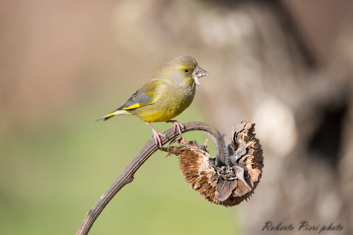 greenfinch...