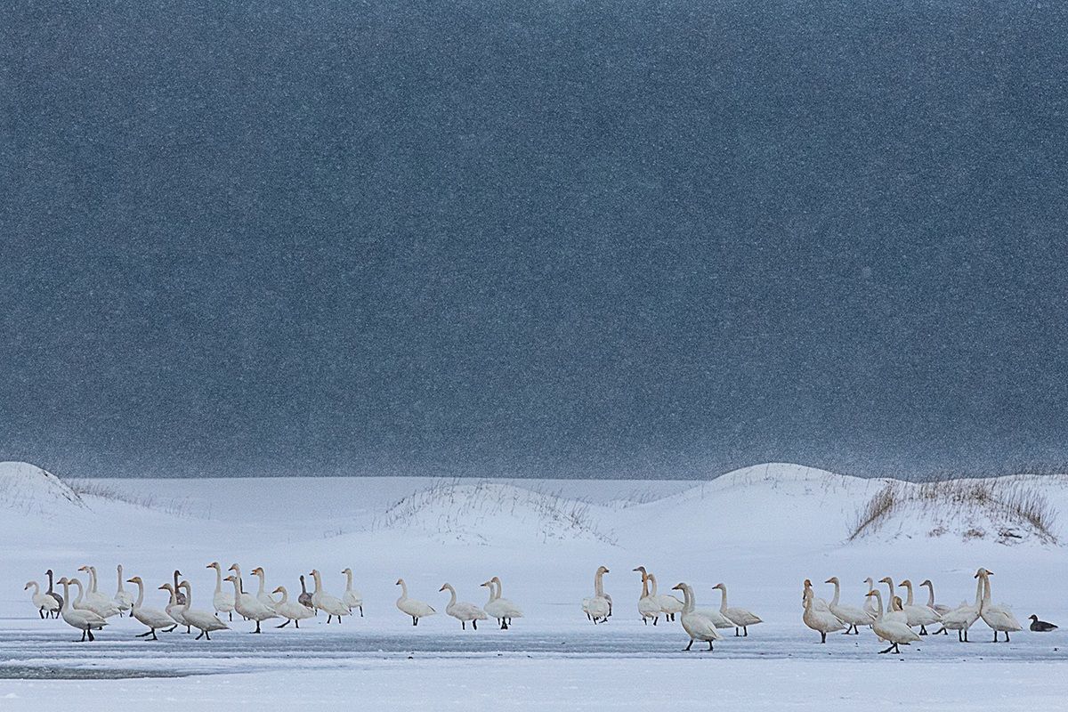 Cigni selvatici nella bufera di neve...