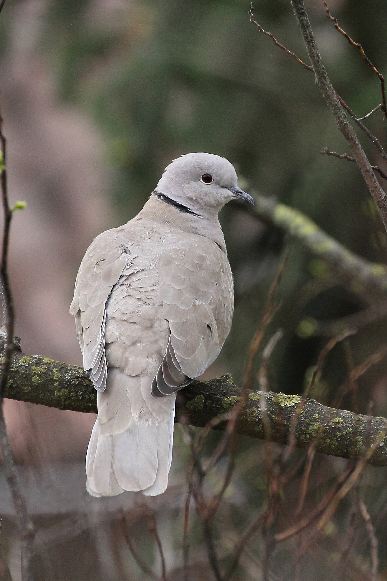 Turtledove...