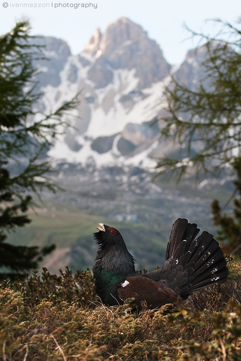 The capercaillie and his kingdom...