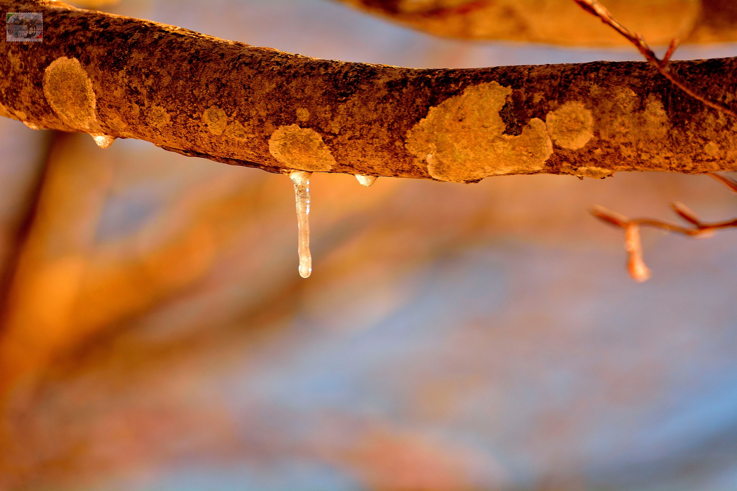 icicles...