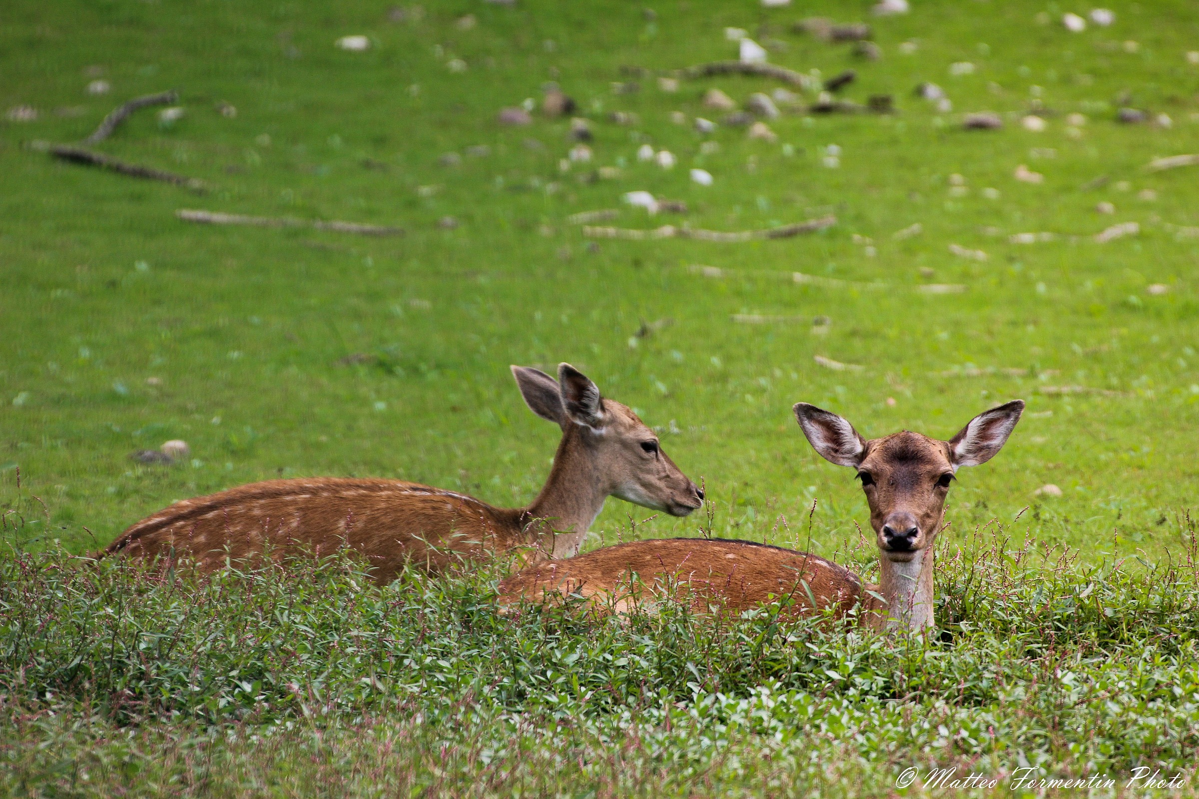Fawns...
