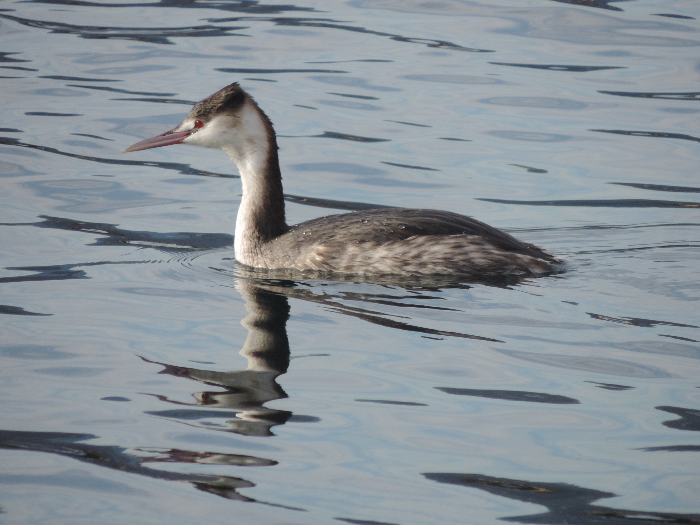 great crested grebe...