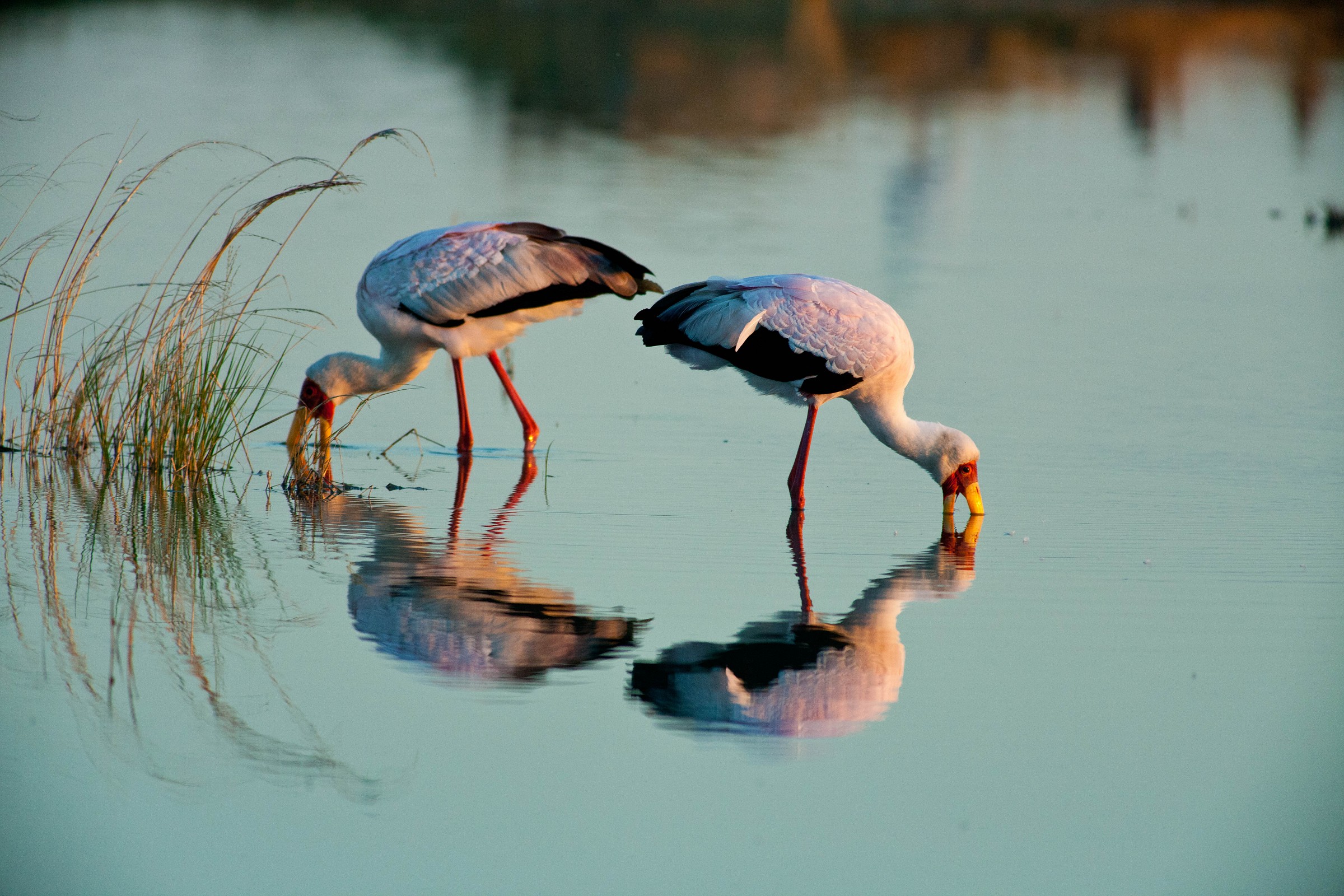 Ellipses of storks...