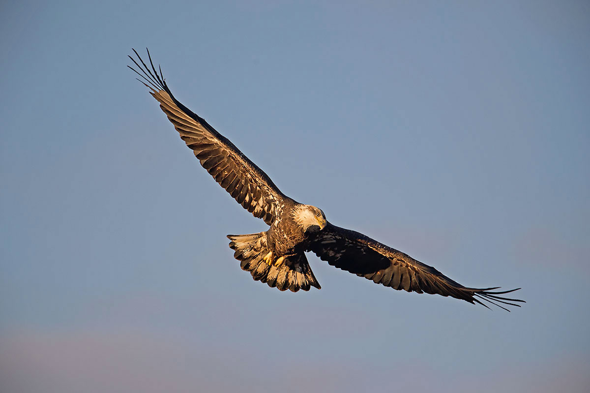 Bald Eagle...