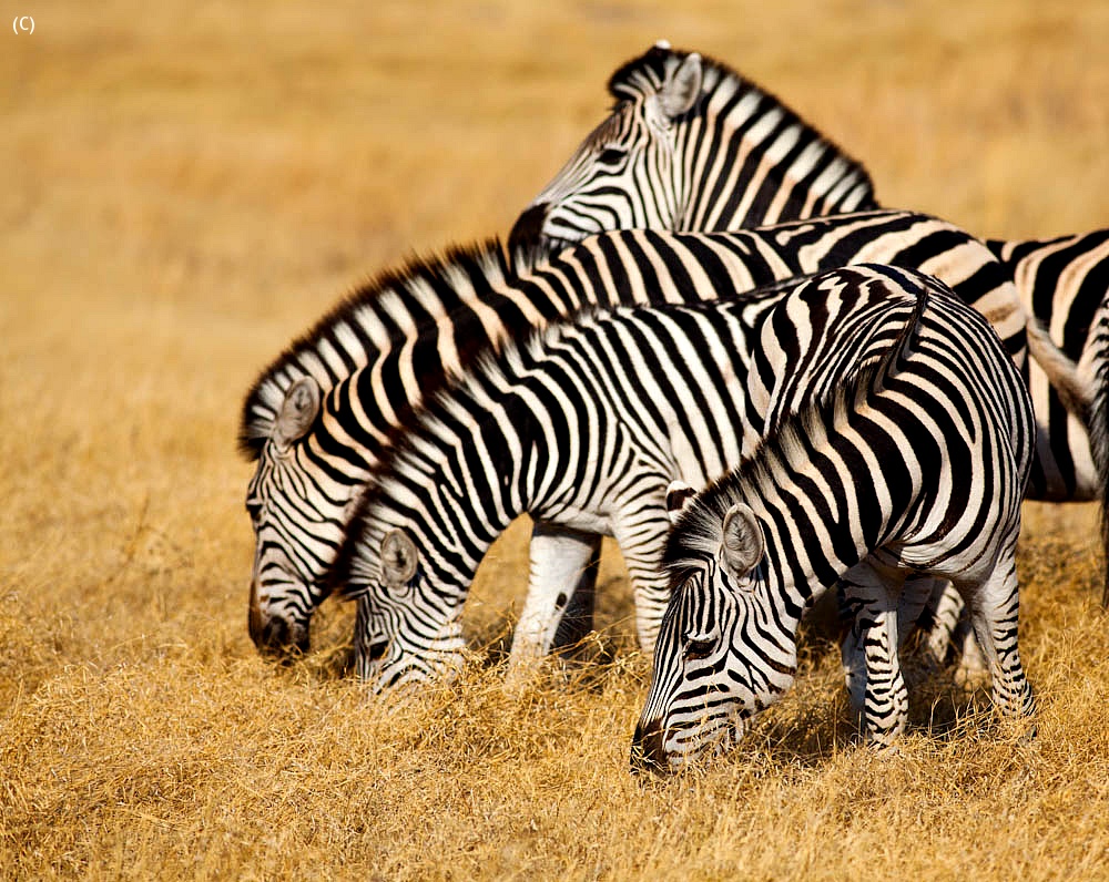Zebras of Hwange...