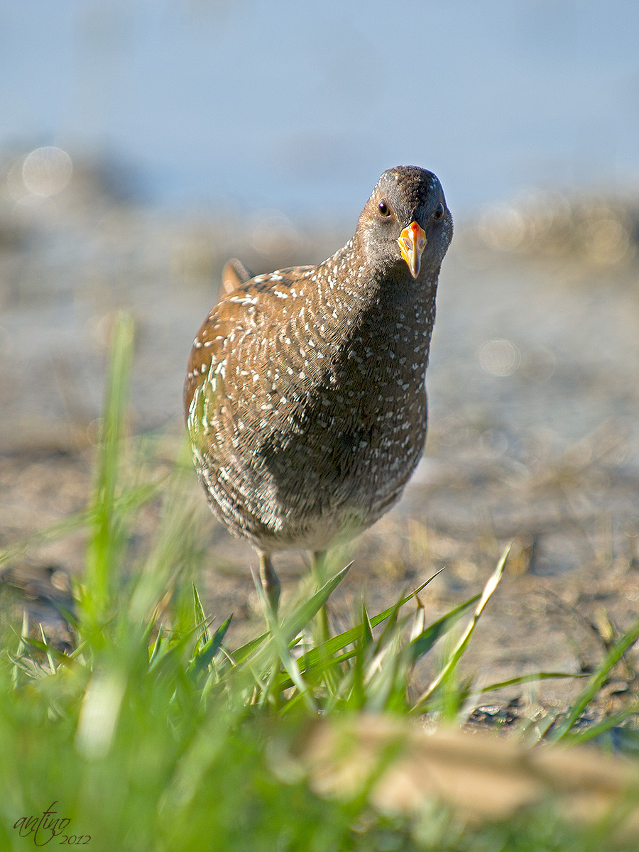 A Spotted Crake...