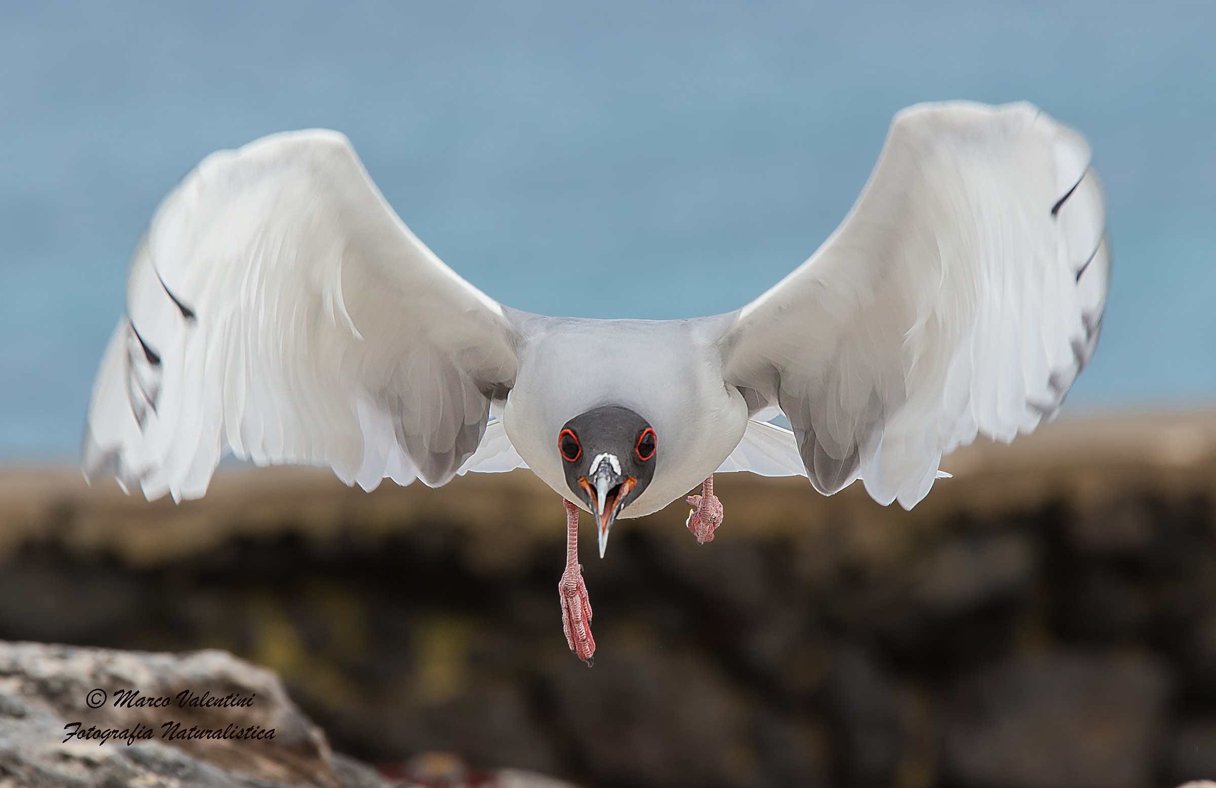 Seagull attack...